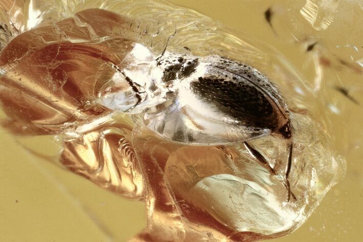 Fossil Ant-Like Stone Beetle (Scydmaeninae) in Baltic Amber #321731